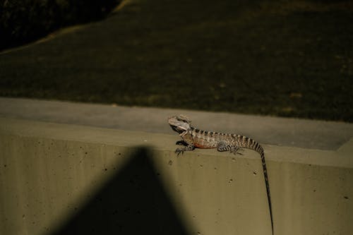 Close-up of an Australian Water Dragon Sitting on a Wall in Sunlight 
