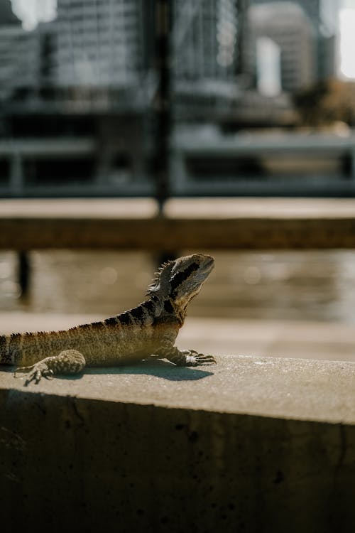 Close-up of an Australian Water Dragon Sitting on a Wall in Sunlight