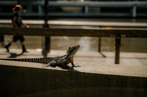 Lizard on Sunlit Wall