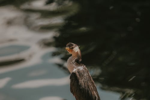 Cormorant Bird by the Stream
