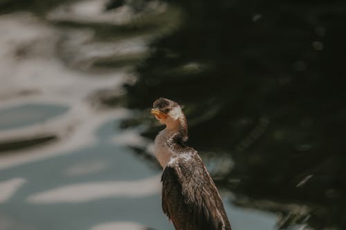 動物, 水, 流 的 免費圖庫相片