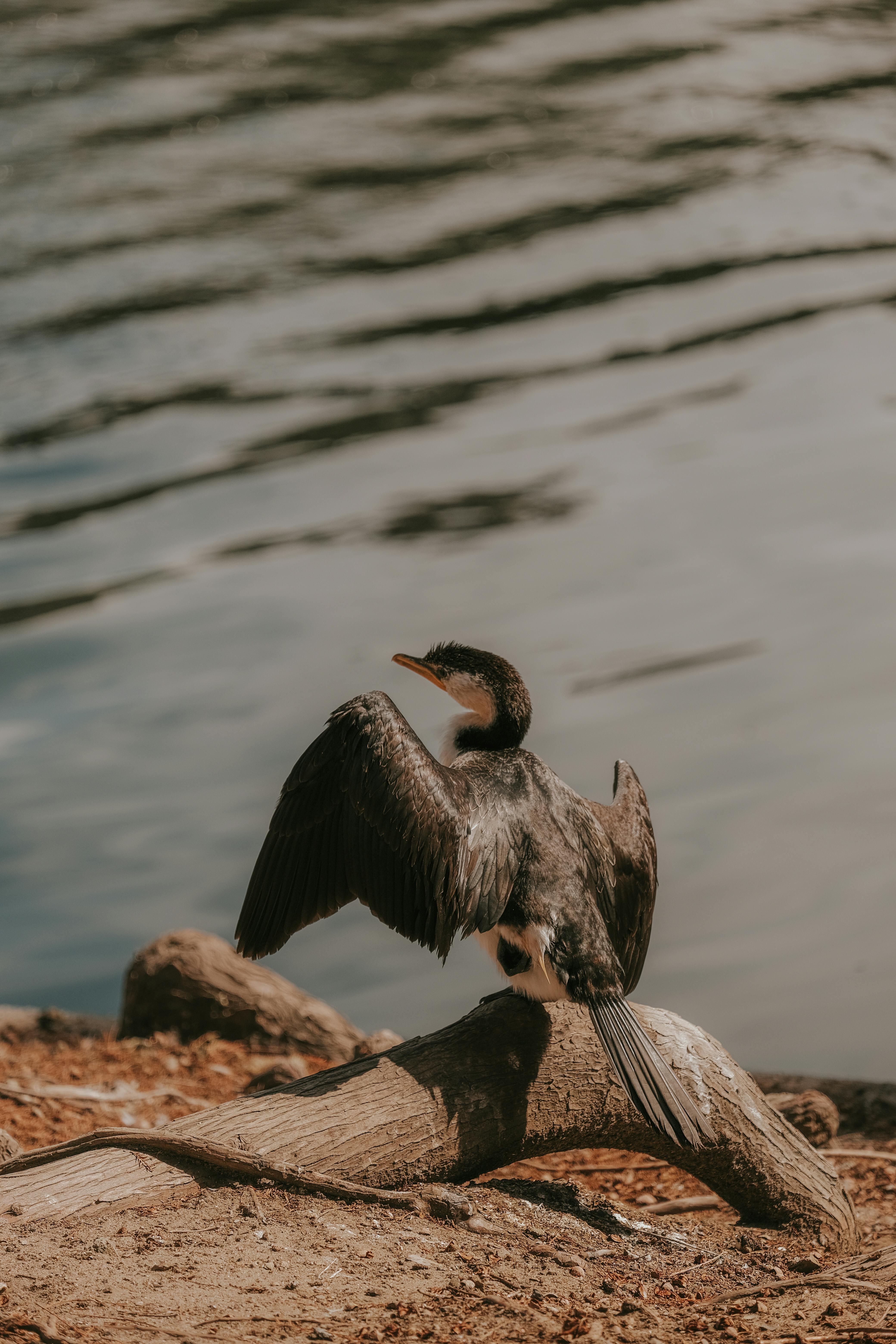 A cormorant spreads its wings on a log by a lake in Brisbane, Australia.