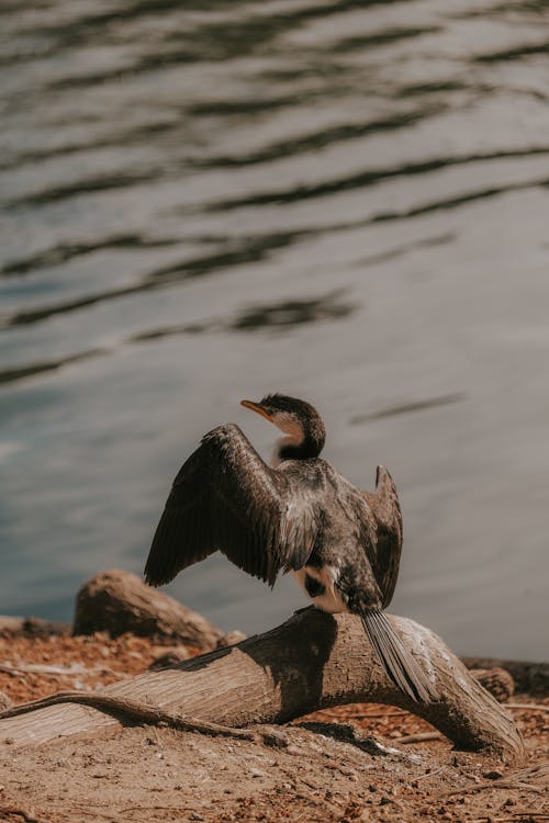 Základová fotografie zdarma na téma fotografie divoké přírody, fotografování zvířat, jezero