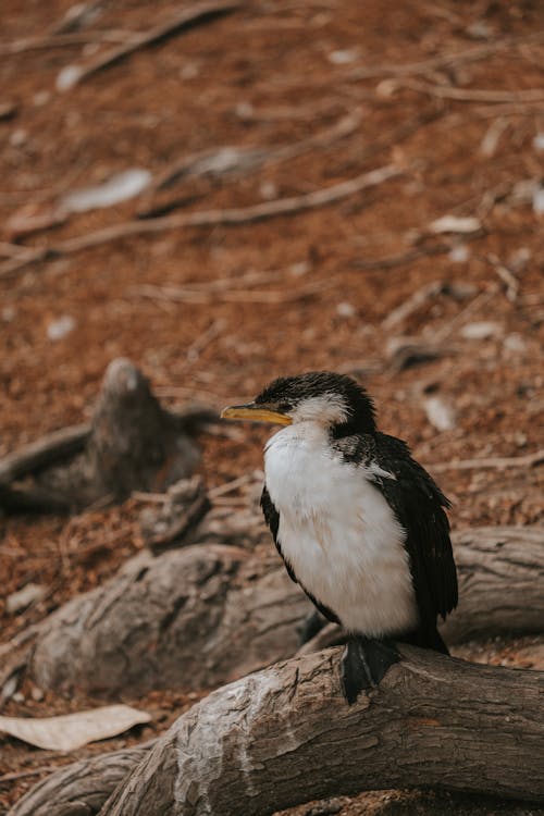 Foto d'estoc gratuïta de au, enfocament selectiu, fotografia d'animals