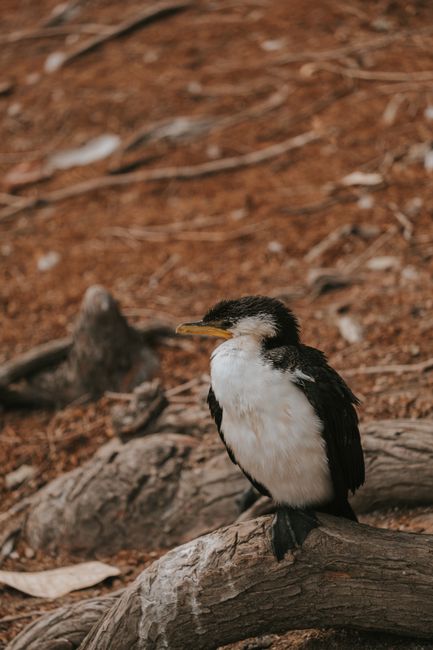 Pied cormorant resting on driftwood amidst earthy backdrop in Brisbane, Australia.