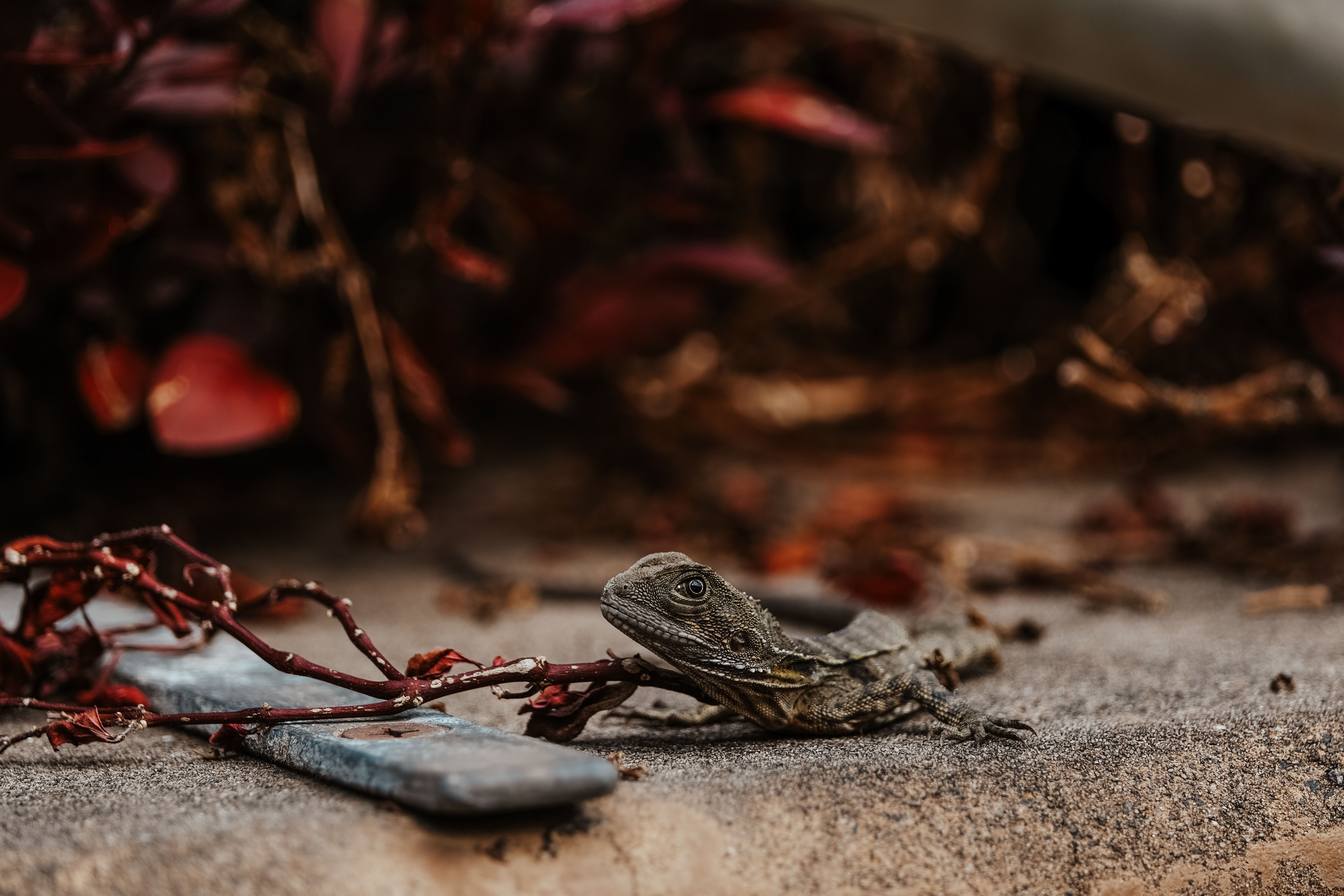 A red dragon hatchling resting beside a desert oasis on the fictional planet Austar IV