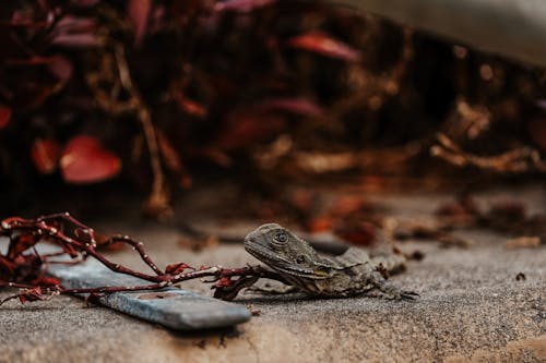 Foto d'estoc gratuïta de branques, enfocament selectiu, fotografia d'animals