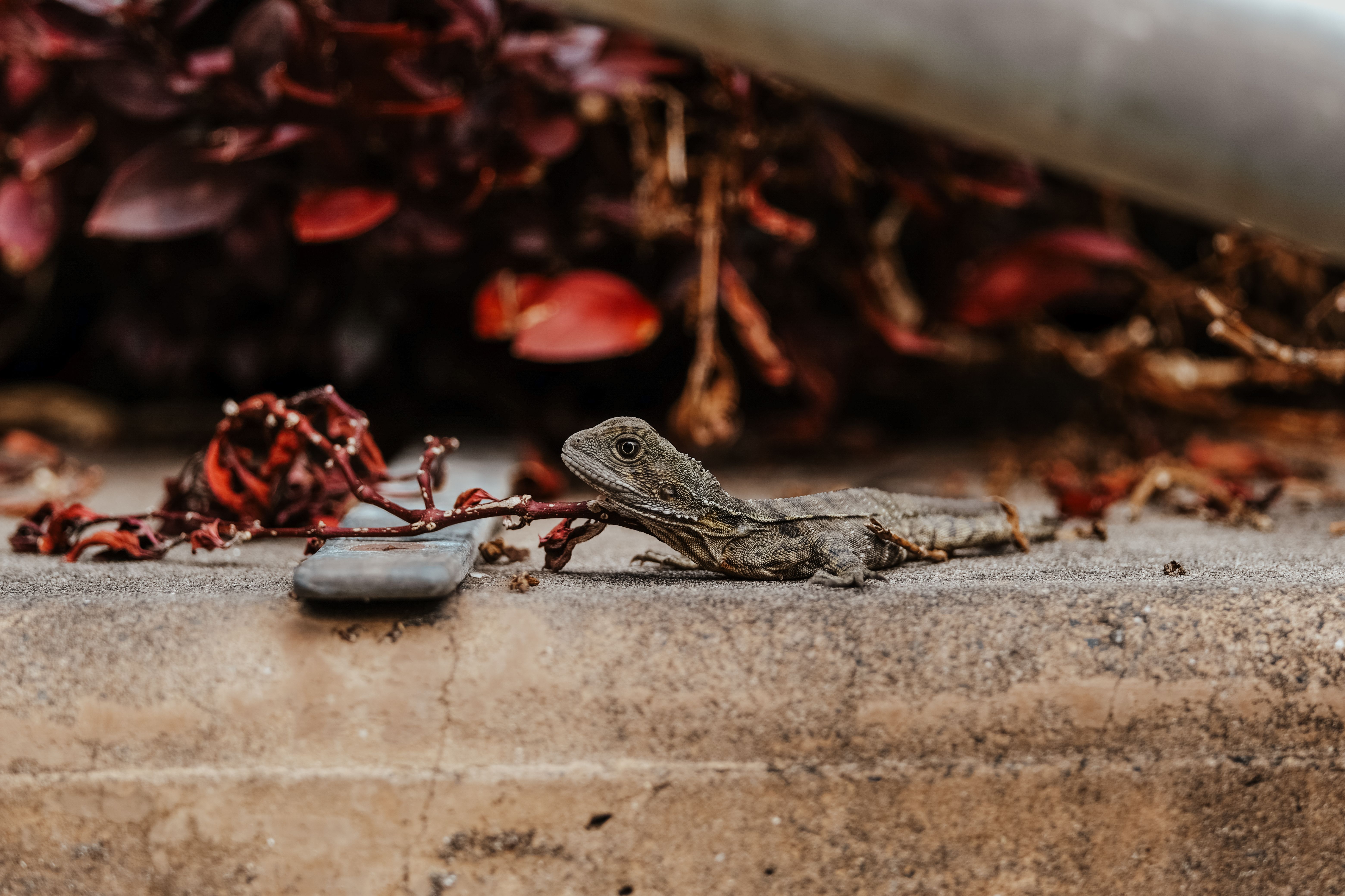 A lizard is sitting on a ledge next to a cell phone · Free Stock Photo