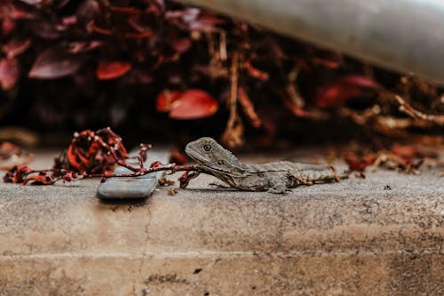 Photos gratuites de branches, lézard, mise au point sélective