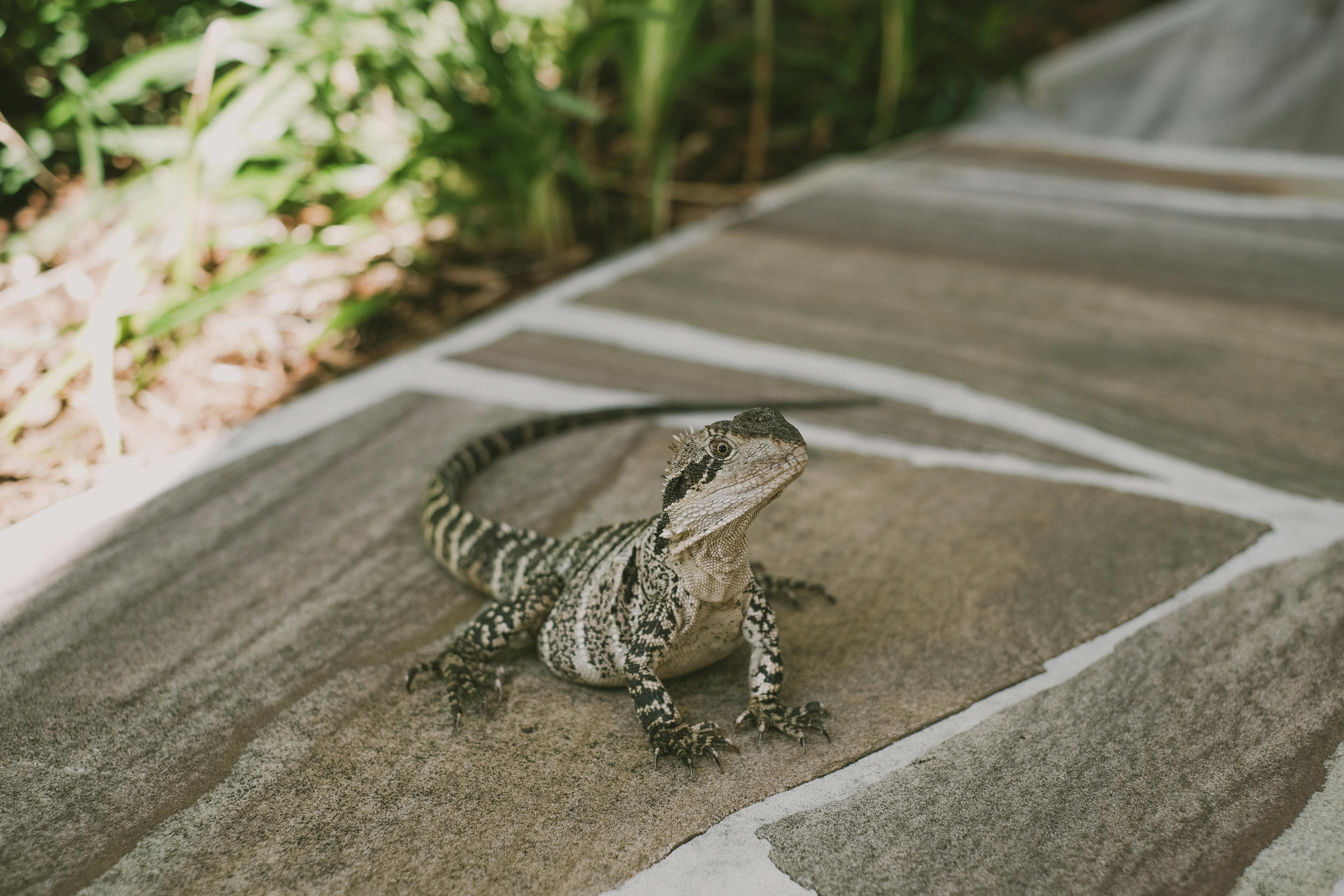 Eastern Water Dragon basking on a stone path in Brisbane, Australia.