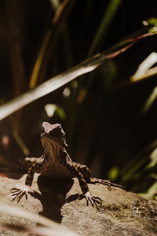 Foto d'estoc gratuïta de enfocament selectiu, fotografia d'animals, fotografia de la vida salvatge