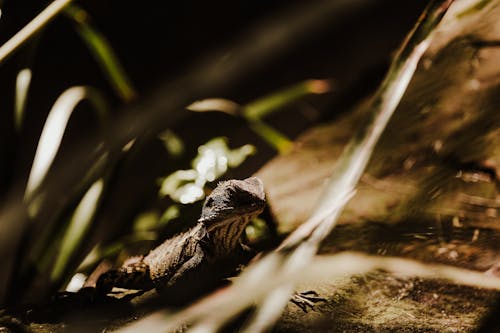 Lizard on Ground