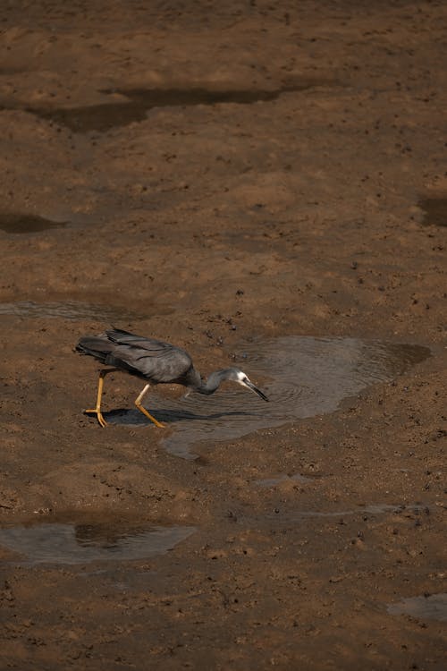 Imagine de stoc gratuită din apă, baltă, fotografie cu animale sălbatice