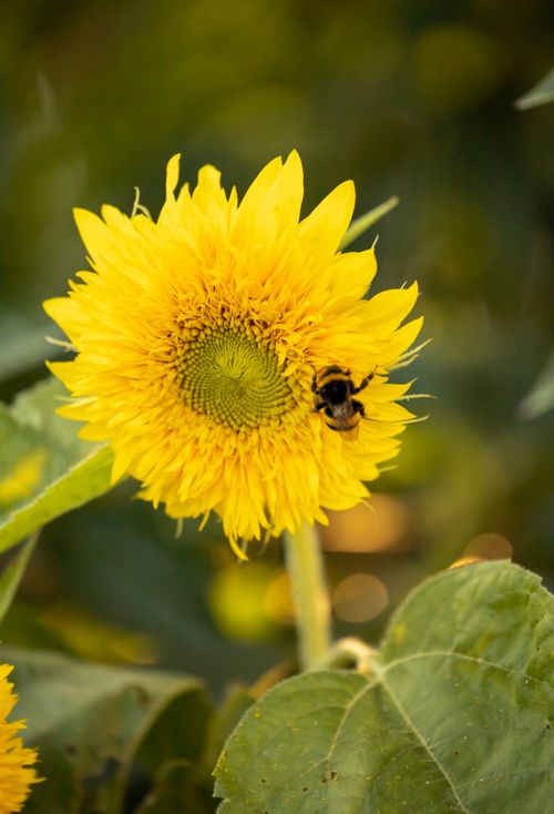 Free Sunflower Stock Photo
