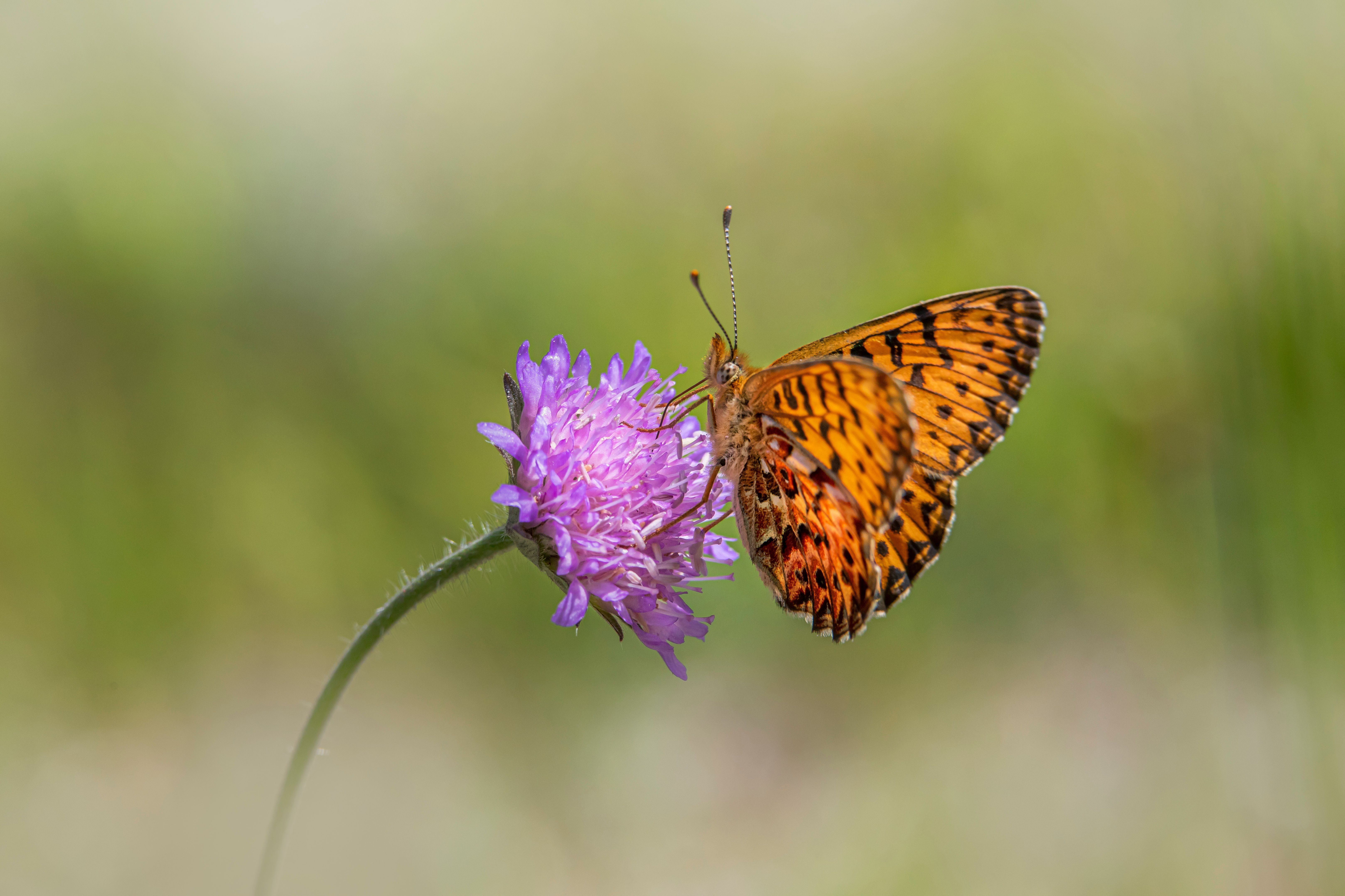A butterfly is sitting on top of a purple flower · Free Stock Photo