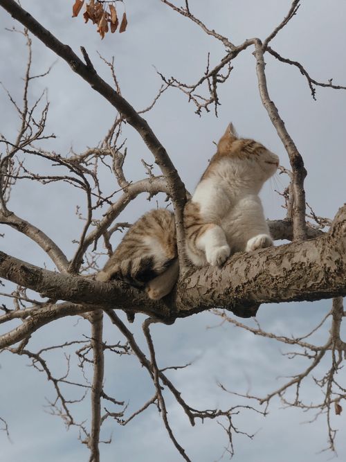 Free Captivating image of a cat lounging on a tree branch against a clear sky, perfect for mobile wallpaper. Stock Photo
