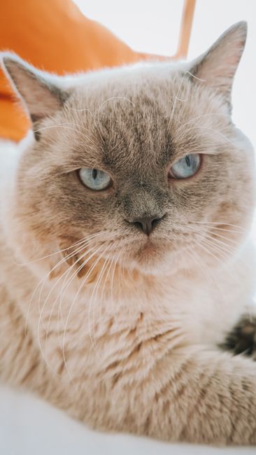 Fotomural Adorable gato British Shorthair con llamativos ojos azules descansando en interiores.