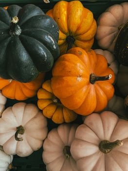 A close-up image showcasing a vibrant collection of different colored pumpkins from above.