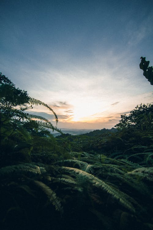 Δωρεάν στοκ φωτογραφιών με Ανατολή ηλίου, Μαλαισία, μητέρα φύση