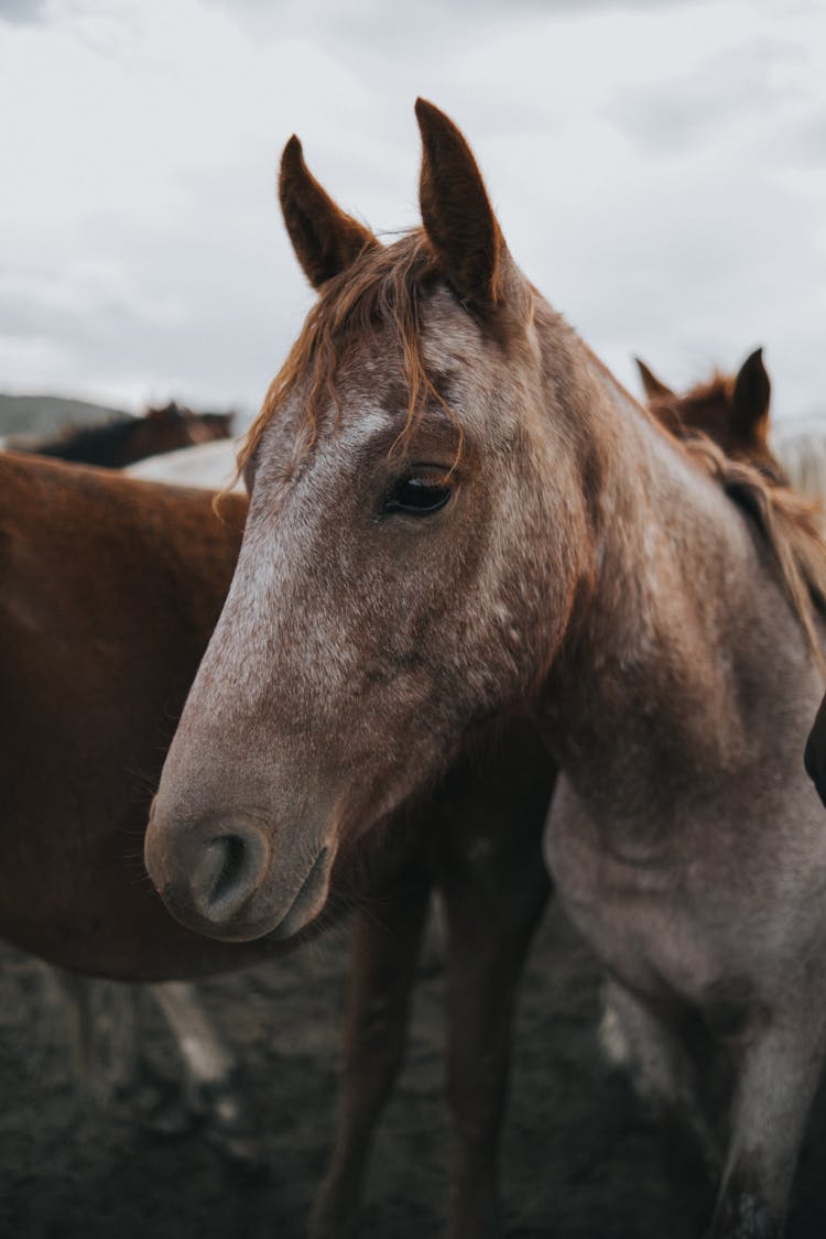 Horse In Herd