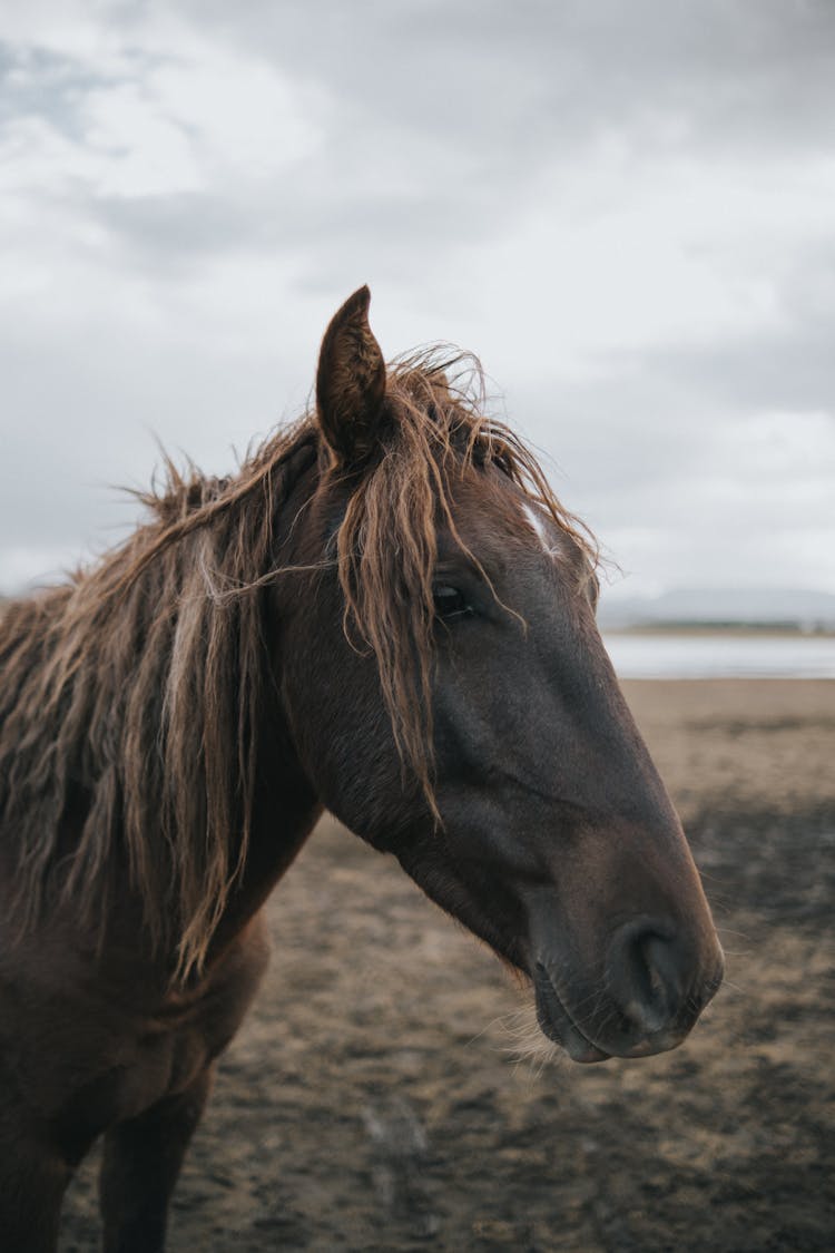 Head Of Horse