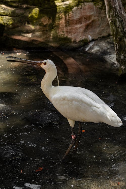 Foto d'estoc gratuïta de aigua, au, fotografia d'animals