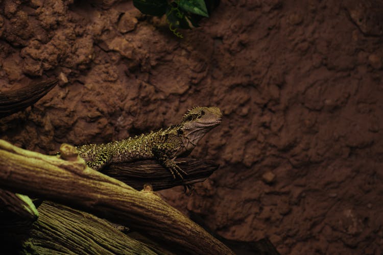 Lizard On A Tree