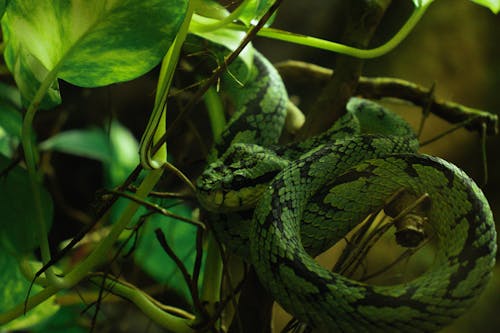 Green Snake in Nature