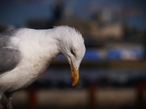 Základová fotografie zdarma na téma fotografie divoké přírody, fotografování zvířat, hlava