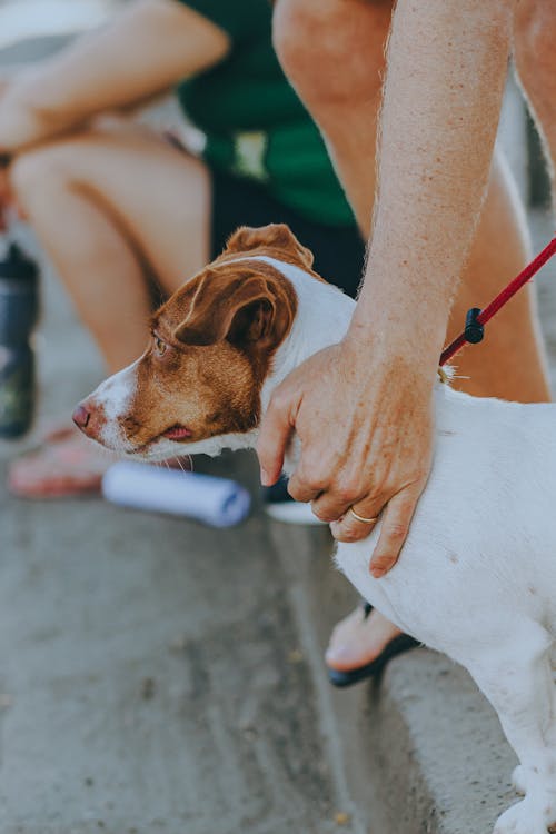 Immagine gratuita di animale domestico, avvicinamento, cane