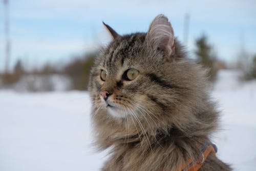 冬季, 冷, 動物攝影 的 免費圖庫相片