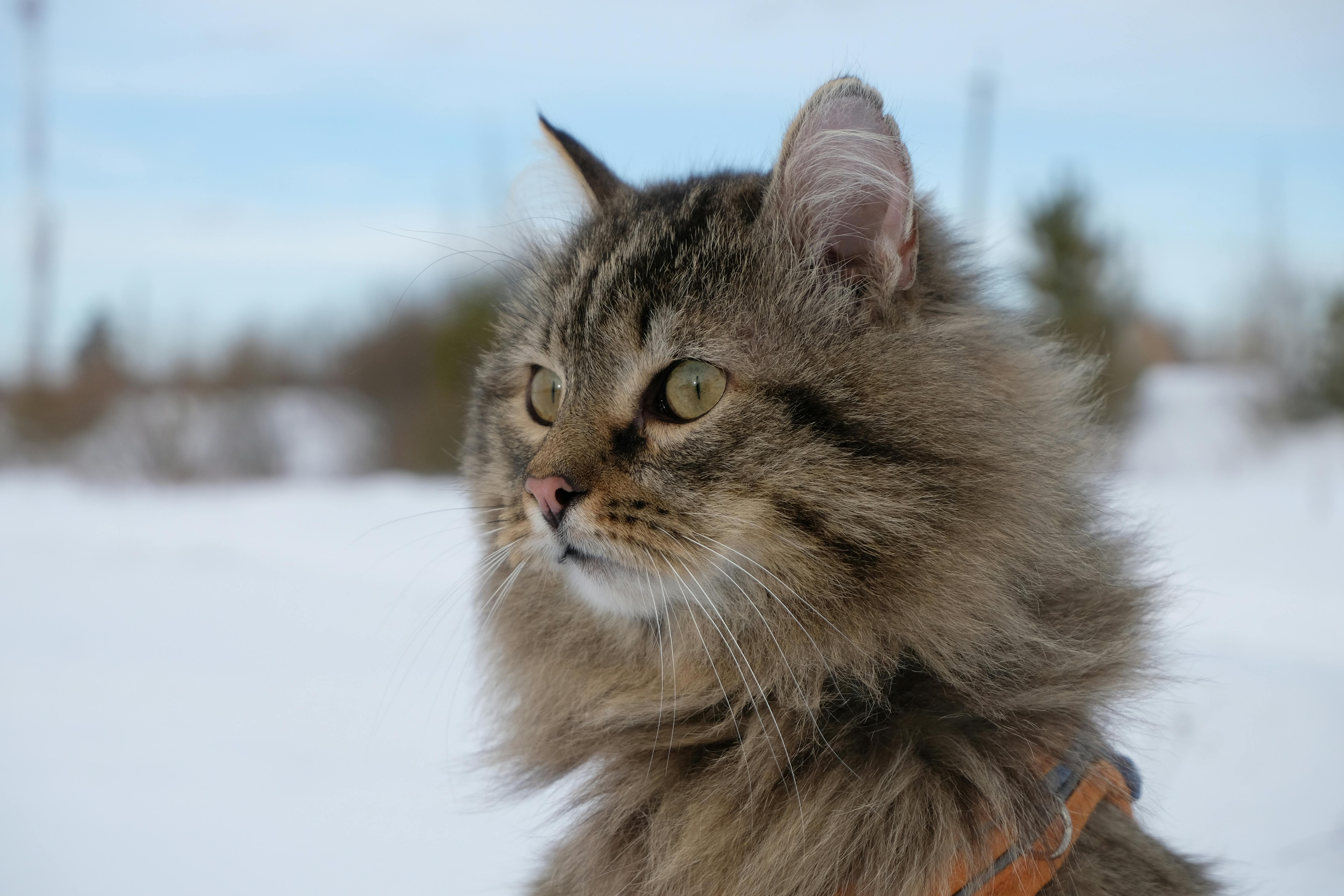 learn : what to do for cat cold​

