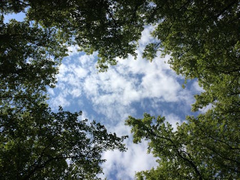 View through a lush green forest canopy into a vibrant blue sky with clouds.