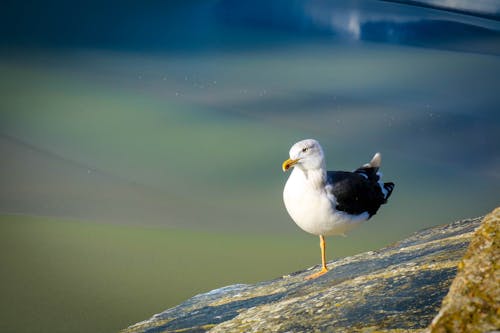 deniz, kuş, martı içeren Ücretsiz stok fotoğraf