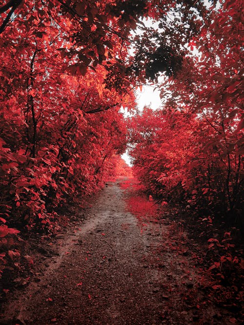 Free stock photo of autumn forest, autumn leaf color, autumn leaves