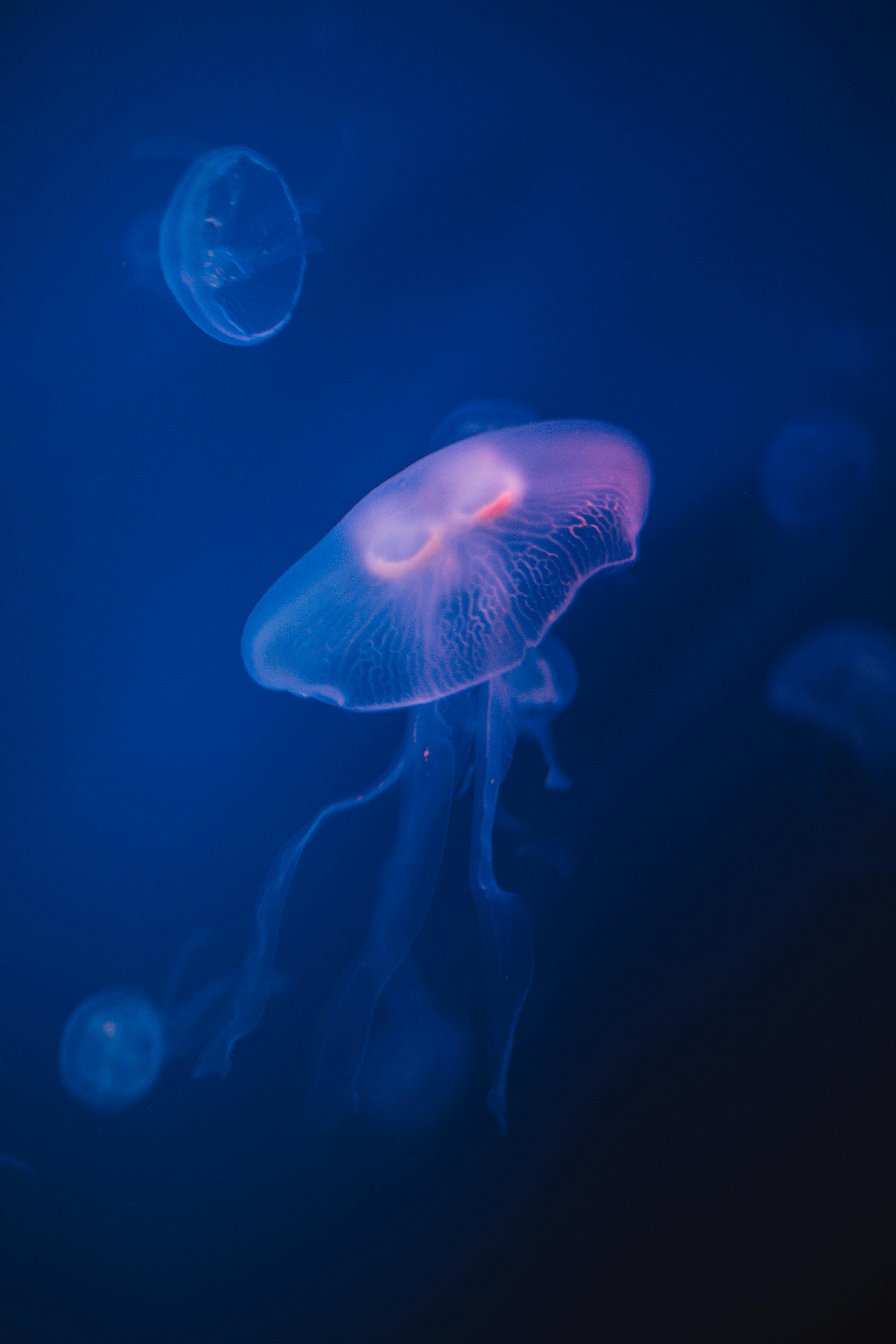 Elegant jellyfish swimming underwater showcasing serene oceanic beauty.