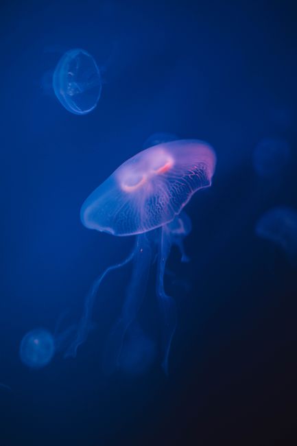 Elegant jellyfish swimming underwater showcasing serene oceanic beauty.