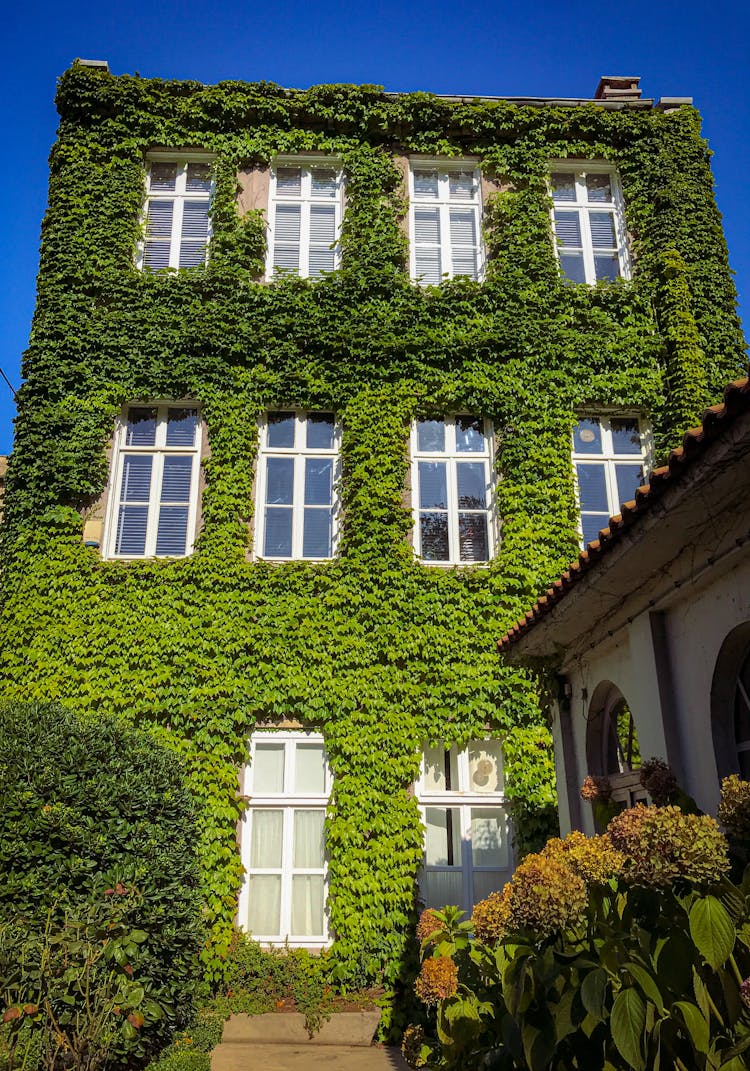 House Wall Covered By Green Ivy