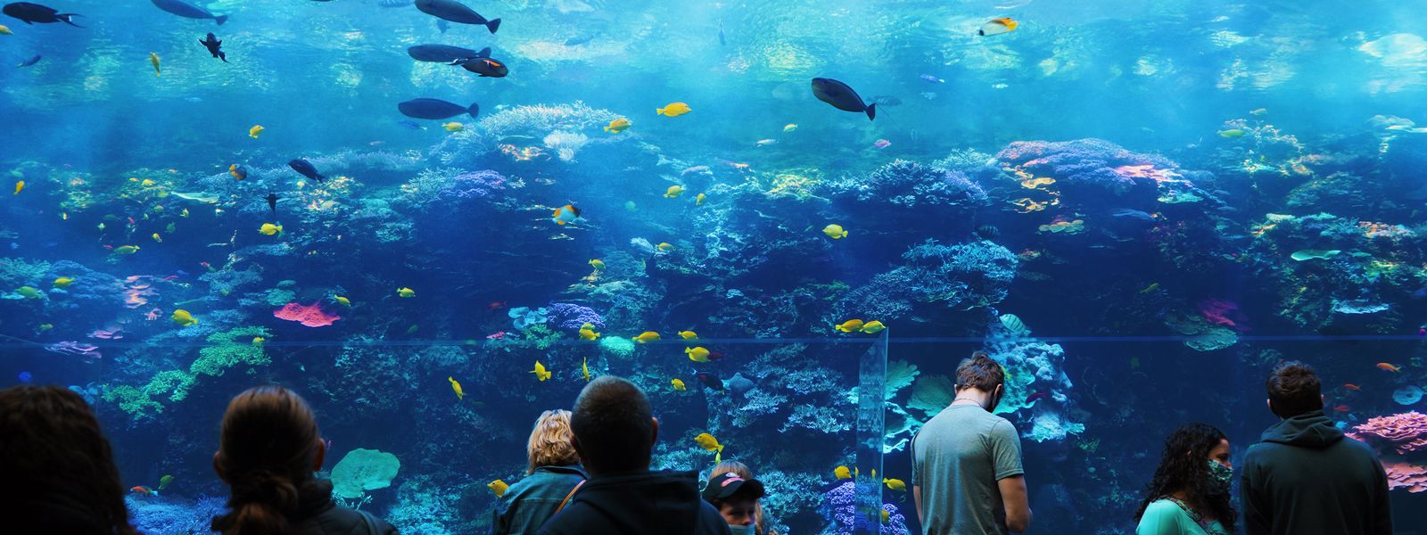 Aquariums