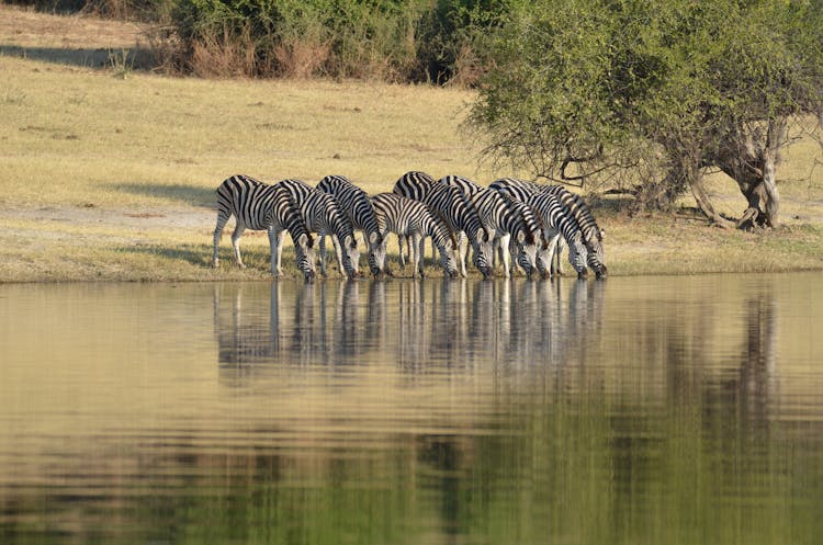 Zebras Drinking From A Pond