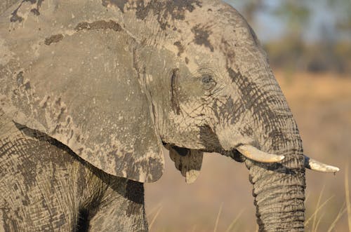 Gratis lagerfoto af dyrefotografering, dyreliv, elefant Lagerfoto