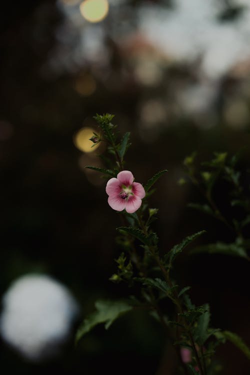 나뭇잎, 분홍색, 수직 쐈어의 무료 스톡 사진