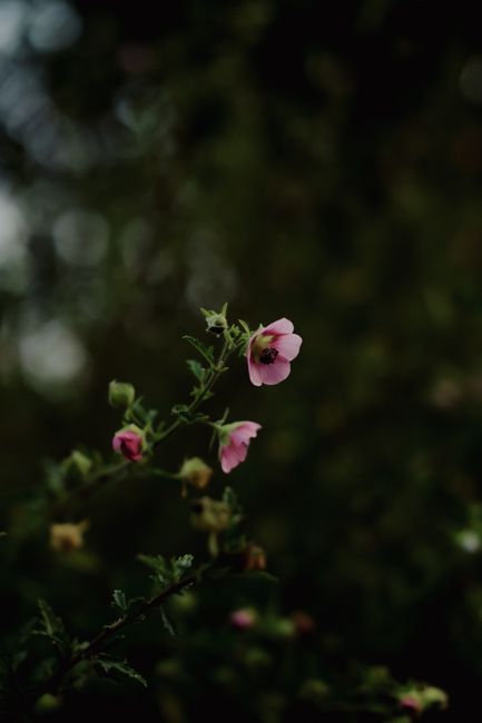 Beautiful pink flowers blossom in Đà Lạt, Việt Nam, capturing the essence of spring.