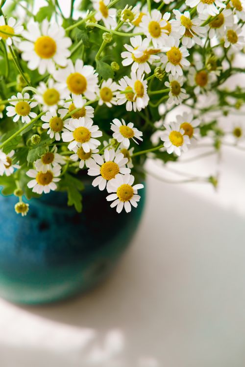 Free Close-up of chamomile flowers in a vase, capturing the essence of spring indoors. Stock Photo