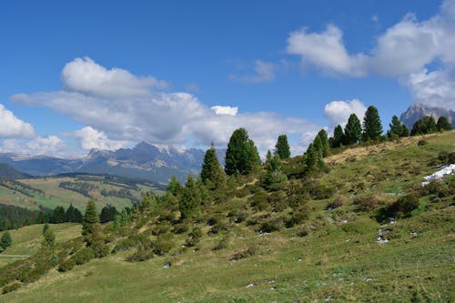 Trees and Shrubs on a Mountainside