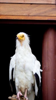 Beautiful Egyptian vulture perching indoors, showcasing its vibrant plumage and majestic form.