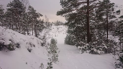 Безкоштовне стокове фото на тему «дерево, зима, Норвегія»