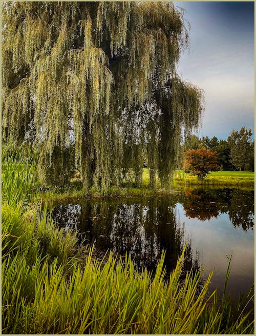 «Au pied du saule»