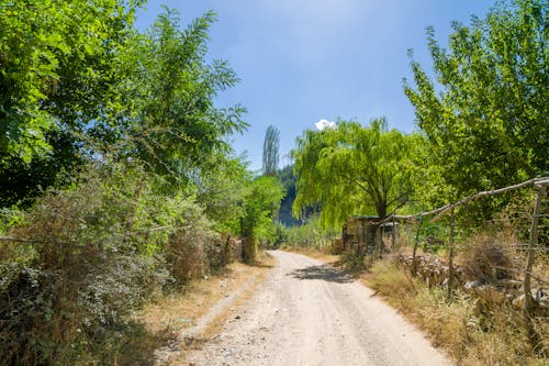Landscape with a Dirt Road 