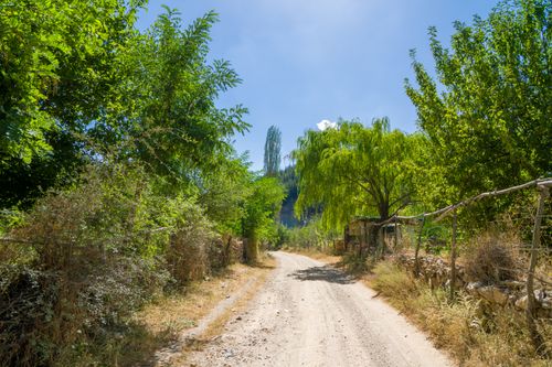 Free Explore a sunlit dirt road winding through lush greenery and trees on a summer day. Stock Photo